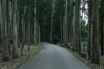 Road in forest