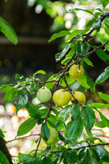 plums on tree