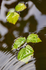 green leaves in water