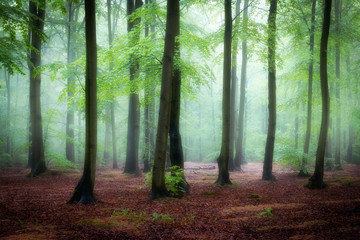 Beautiful foggy morning in green forest