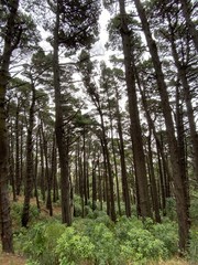 Forêt à Wellington, Nouvelle Zélande