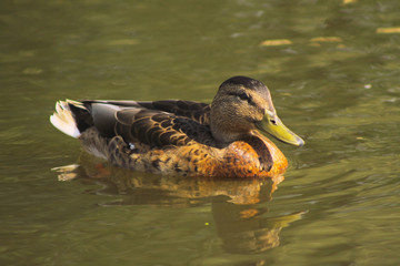Duck swimming in a lake.