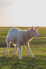 Lamm in Westerhever