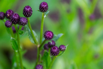purple flowers in the garden