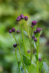 purple flowers in the garden