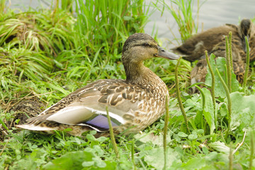 a duck stands on the coast