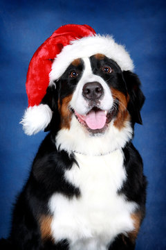 Bernese zennenhund as Santa Claus