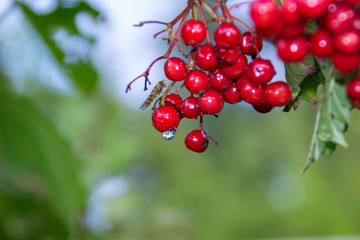 autumn viburnum