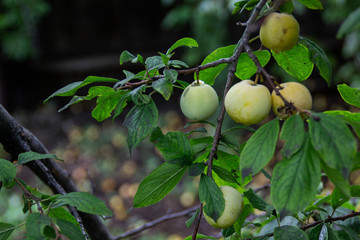 plums on the tree