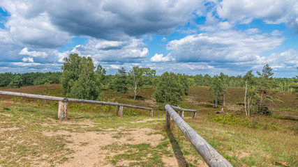 Fototapeta na wymiar Lüneburger Heide 
