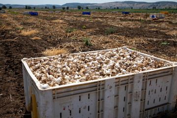 Garlic: Bunch of fresh garlic harvest on soil ground. Freshly dug heads of garlic bulbs.