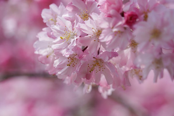 上賀茂神社の枝垂れ桜