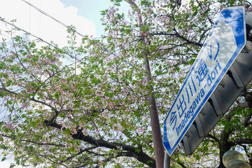 交通標識と桜