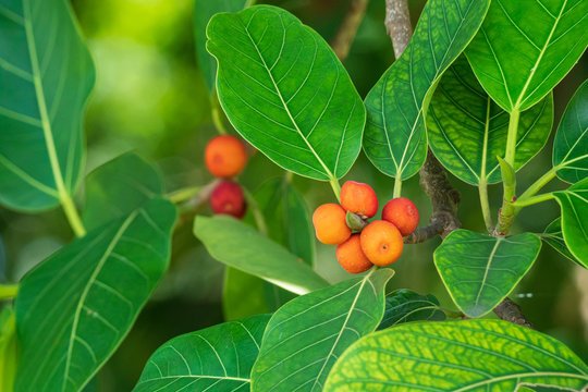 فاكهة شجرة بانيان باللغة الهندية