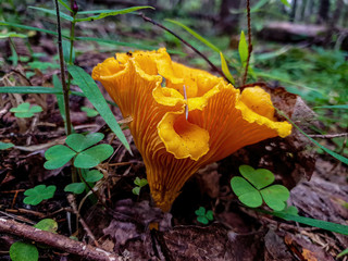 Mushroom chanterelle in the forest close-up. © viktor