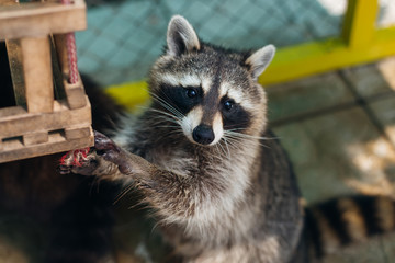 An animal with a begging look and supplication. Portrait of a raccoon with folded forelegs. © Ivan