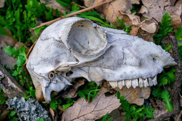 The skull of an unknown animal on the ground in the forest.
