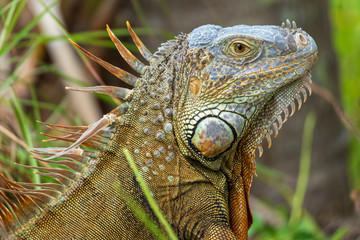 Iguana with orange coloring (Iguana iguana) - Hollywood, Florida, USA