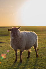 Schaf in Westerhever