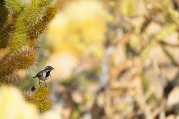 Black-throated Sparrow on Cholla Cactus
