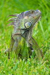 Green iguana in grass (Iguana iguana) - Hollywood, Florida, USA - obrazy, fototapety, plakaty