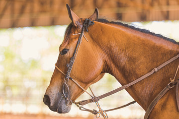 Cabeça de cavalo com cabeçada