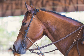 Cabeça de cavalo com cabeçada