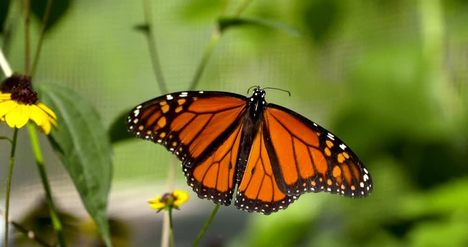 monarch butterfly with wings spread out for identification