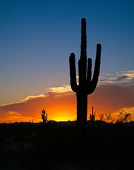 saguaro cactus silhouette at sunset