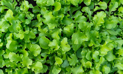 Background of fresh green lettuce leaves close-up. Texture of healthy lifestyle background. Salad top view