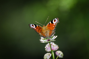 Butterfly sitting on meadow flowers
