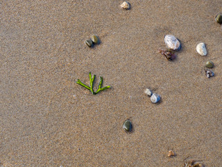 Algae on the beach