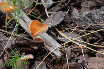 Close-up of fresh brown mushroom 