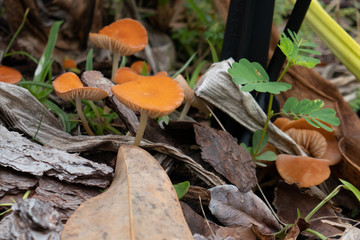 Close-up of fresh brown mushroom grown after rain
