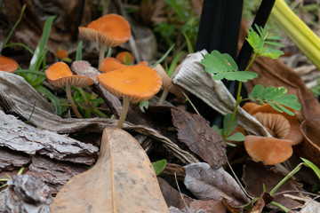 Close-up of fresh mushroom grown from mulch