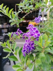 Purple lilac flowers