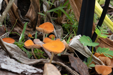 Close-up of fresh mushroom	