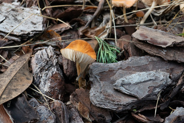 Close-up of fresh brown mushroom 