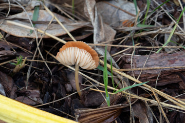 Close-up of fresh mushroom grown after rain