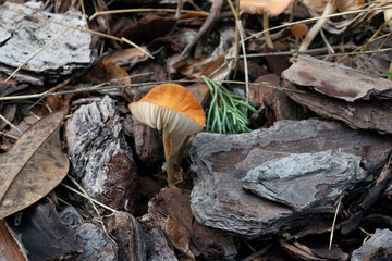 Close-up of fresh brown mushroom 