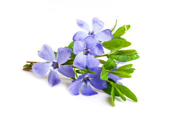 small bouquet of blue flowers lying on white background isolated