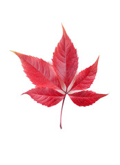 red leaf of wild grapes isolated on white background close-up