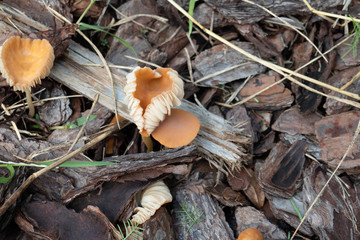 Close-up of fresh brown mushroom 