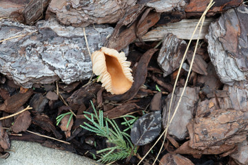 Close-up of fresh mushroom grown from mulch