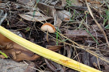 Close-up of fresh brown mushroom grown after rain