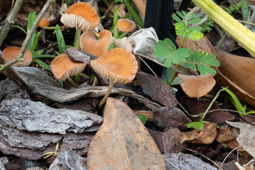 Close-up of fresh brown mushroom 
