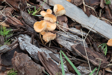 Close-up of fresh mushroom	