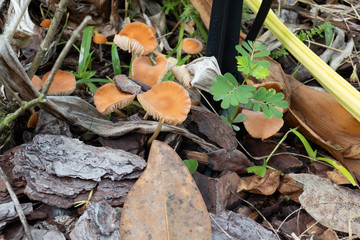 Close-up of fresh brown mushroom grown after rain