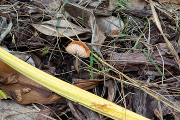 Close-up of fresh mushroom grown after rain