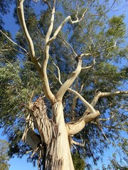 Eucalyptus du parc Abel Tasman, Nouvelle Zélande